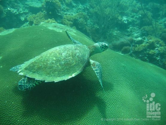 PADI Naturalist Instructor gets to dive with a turtle with Indepth Phuket