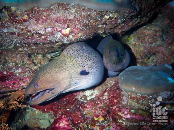 Giant moray eels under boulder at North Point