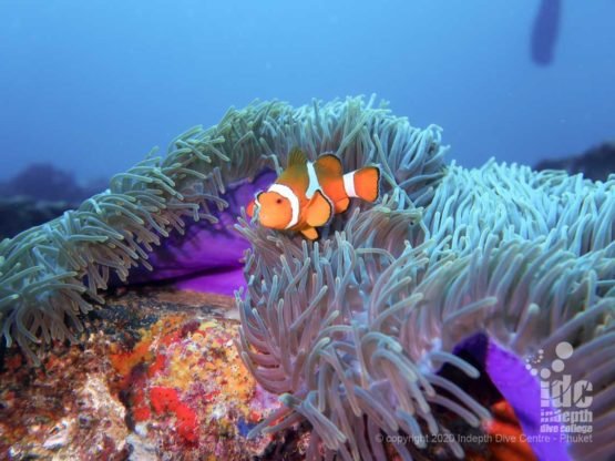 Nemo Clownfish at North Twin Pinnacle - Burma Diving Liveaoard