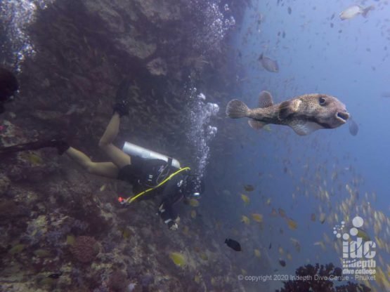 Healthy reef at Twin Cheeks AKA North Twin - Myanmar Diving Liveaboard