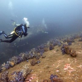 Healthy Reef at North Twin Pinnacle Dive Site Myanmar