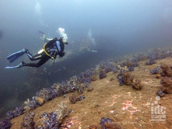 Healthy Reef at North Twin Pinnacle Dive Site Myanmar