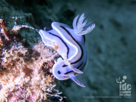 Boonsung Wreck hosts tons of nudibranchs of different species