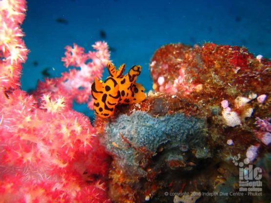 Nudibranchs make great photo subjects for Digital Underwater Photo Specialty Course on Phuket