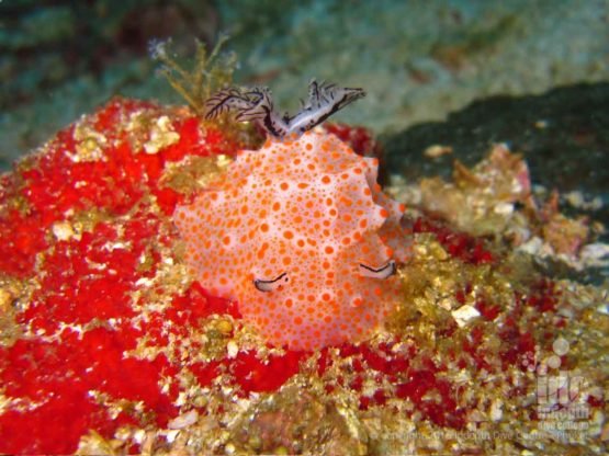 Lots of Nudibranchs can be seen scuba diving at Three Islets