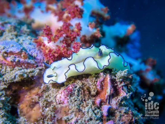 Macro life at Stewart Island Myanmar Diving