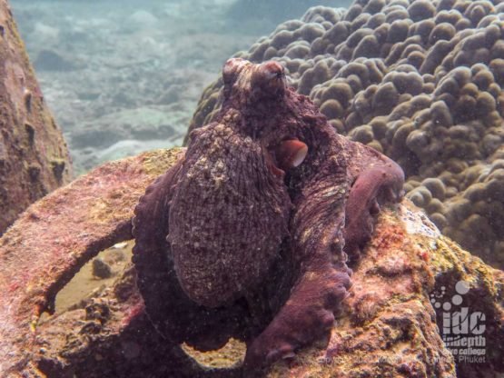 Beautiful octopus in Racha Yai Bungalow Bay