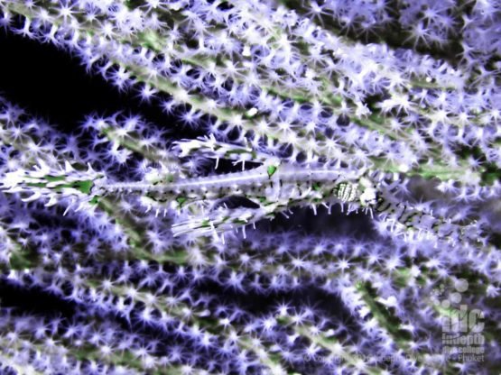 Ornate Ghost Pipefish are awesome photo subjects if you are patient enough
