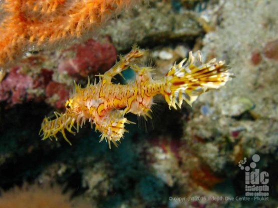 Excellent photo of an Ornate Ghost Pipe Fish at Racha Yai