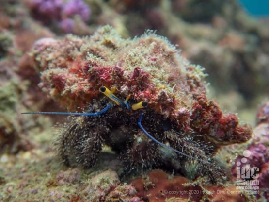 Hermit Crab at Palong Wall - Phi Phi Islands Diving