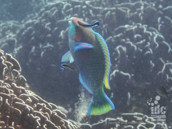 Parrot fish enjoying a cleaning service at Racha Yai Bungalow Bay dive site