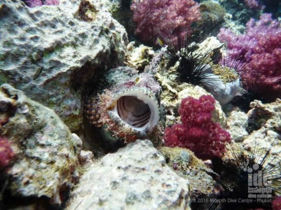 Scorpionfish can make excellent Digital Underwater Photographs