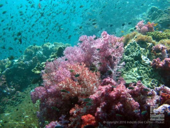 Be sure to scuba dive Anemone Reef with Indepth Dive Centre on Phuket