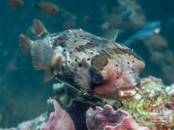 One of the many resident Porcupine Fish at Boonsung Wreck