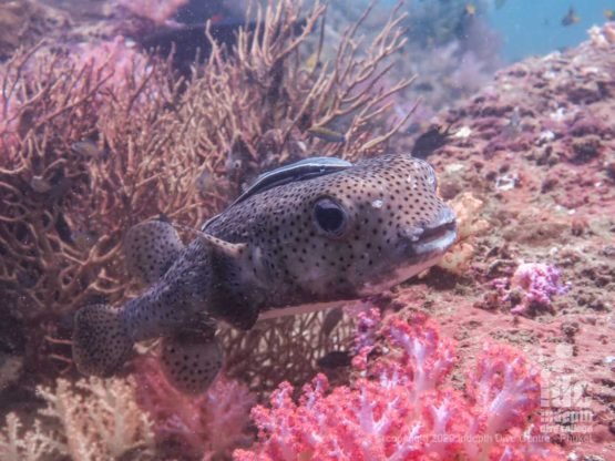 Porcupine fish among healthy corals at Palong Wall Dive Site