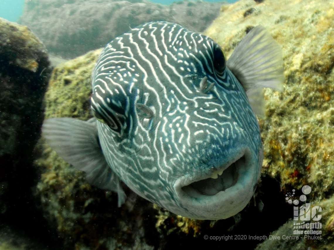 Curious pufferfish