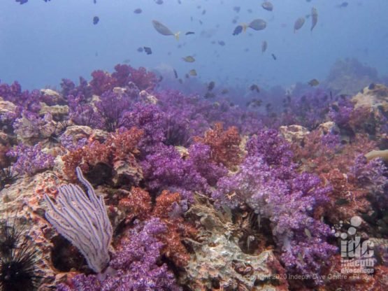 Hin Muang dive site gets its name from the abundant purple soft coral