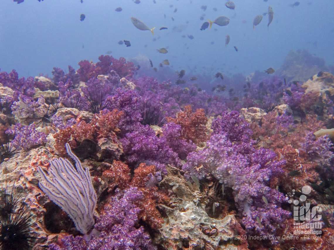 The best South Andaman Liveaboard Cruise with Indepth Dive Centre to Hin Muang