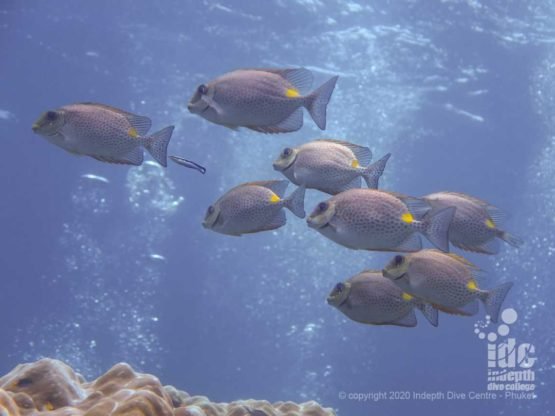 School of rabbitfish in the shallow water of Koh Bida Nok