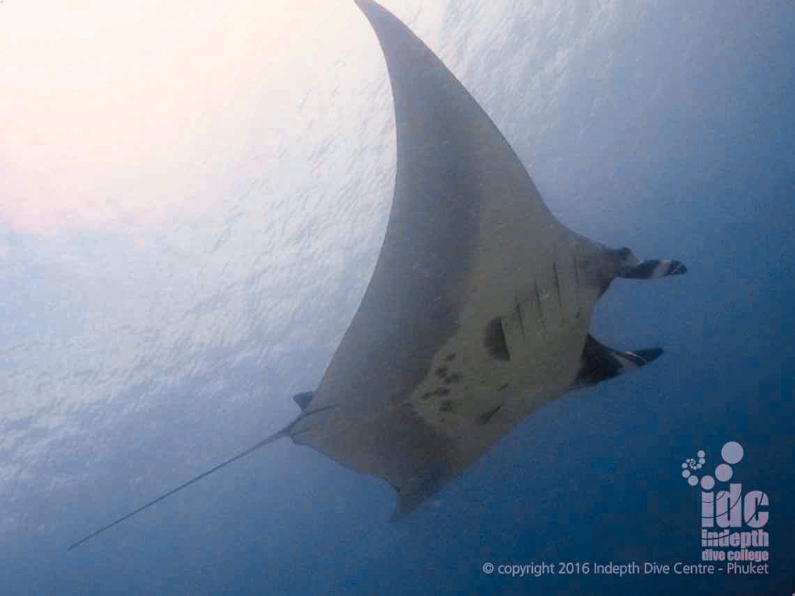 Manta rays are occasionally spotted when diving Racha Noi Banana Bay