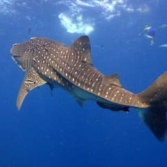 Whale Shark at Richelieu Rock Phuket Thailand