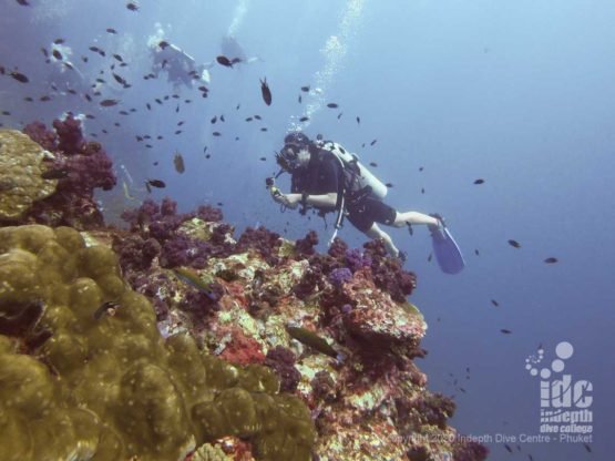 Diving at Richelieu Rock best Thailand dive site is a mesmerizing experience