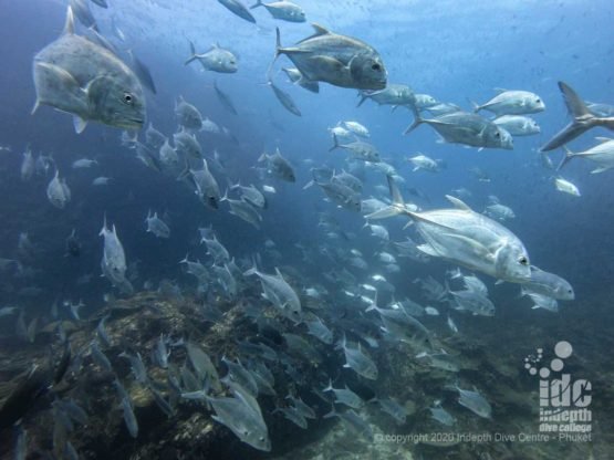 When diving at Richelieu Rock you will be completely surrounded by fish, including large Giant Trevally