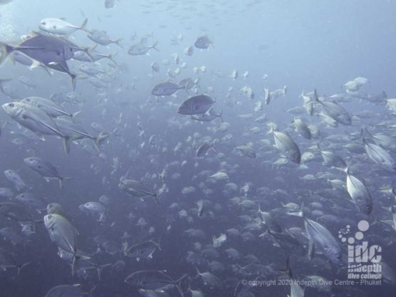 Resident school of Big Eye Trevally (Jacks) at Richelieu Rock - Best Thailand Dive Site