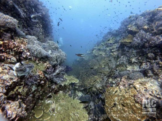 Richelieu Rock, the top Thailand dive site, offers an absolutely pristine coral reef teeming with life - World's best dive sites.