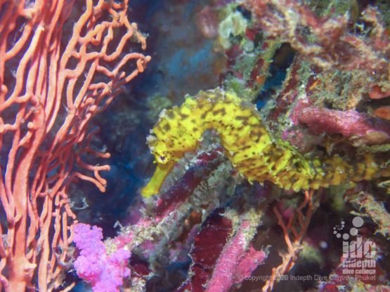 Tigertail seahorses are one of the thousands of resident species of Richelieu Rock dive site.