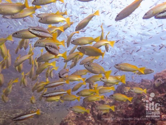 Schools of yellow snappers are one of the many wonders of Richelieu Rock