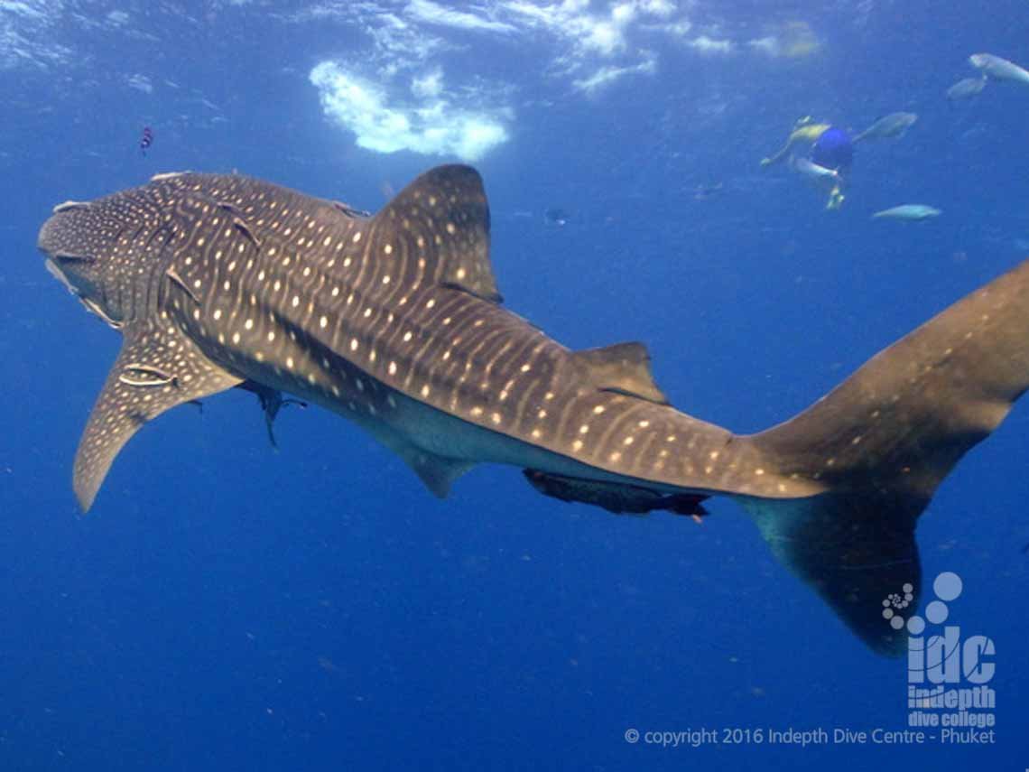 Dive Richelieu Rock with Indepth Dive Centre and get your chance to see a Whaleshark at Richelieu Rock: Thailand's best and most famous dive sites