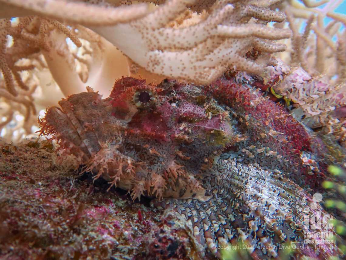 Scorpionfish are often found camouflages on the Banana Bay dive site corals