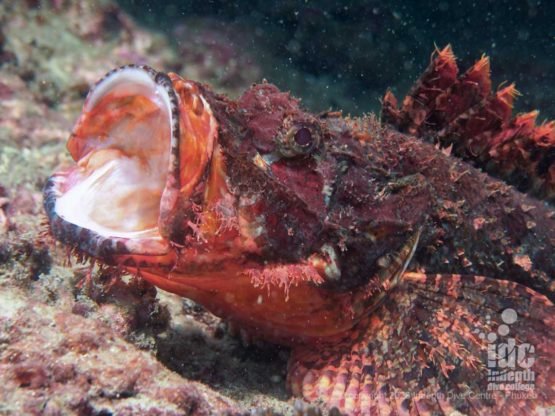 Yawning scorpionfish at Western Rocky dive site - Myanmar Diving Liveaboard