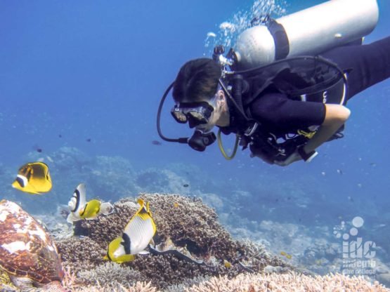 Clear water in Beacon Reef Dive Site Similan Islands