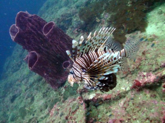 Scuba Diving with Lion Fish at Hin Bida