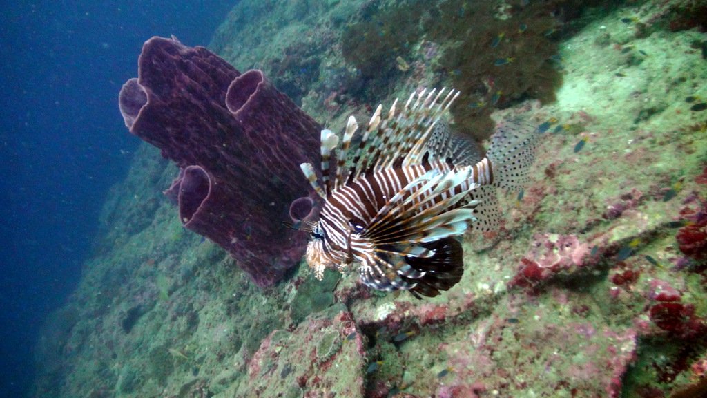 Scuba Diving with Lion Fish at Hin Bida