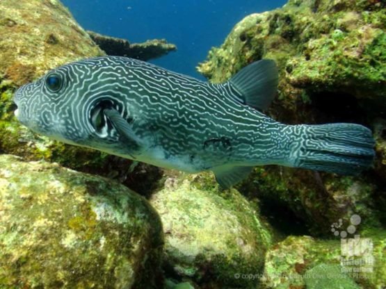 Join Indepth Dive Centre for a Scuba Diving Tour to Bungalow Bay