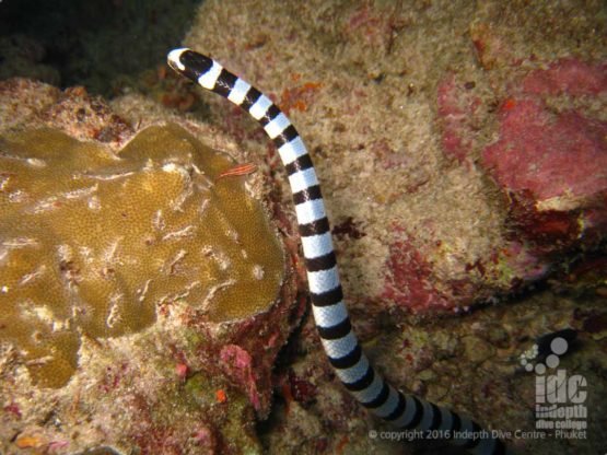 Banded Sea Snake in The Similans