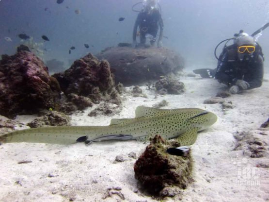 PADI Shark Conservation Course divers watching a Leopard shark at Shark Point Phuket