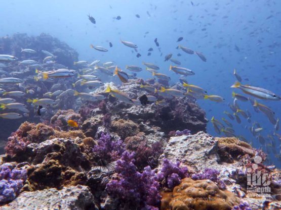 Shark Point's pristine coral reef