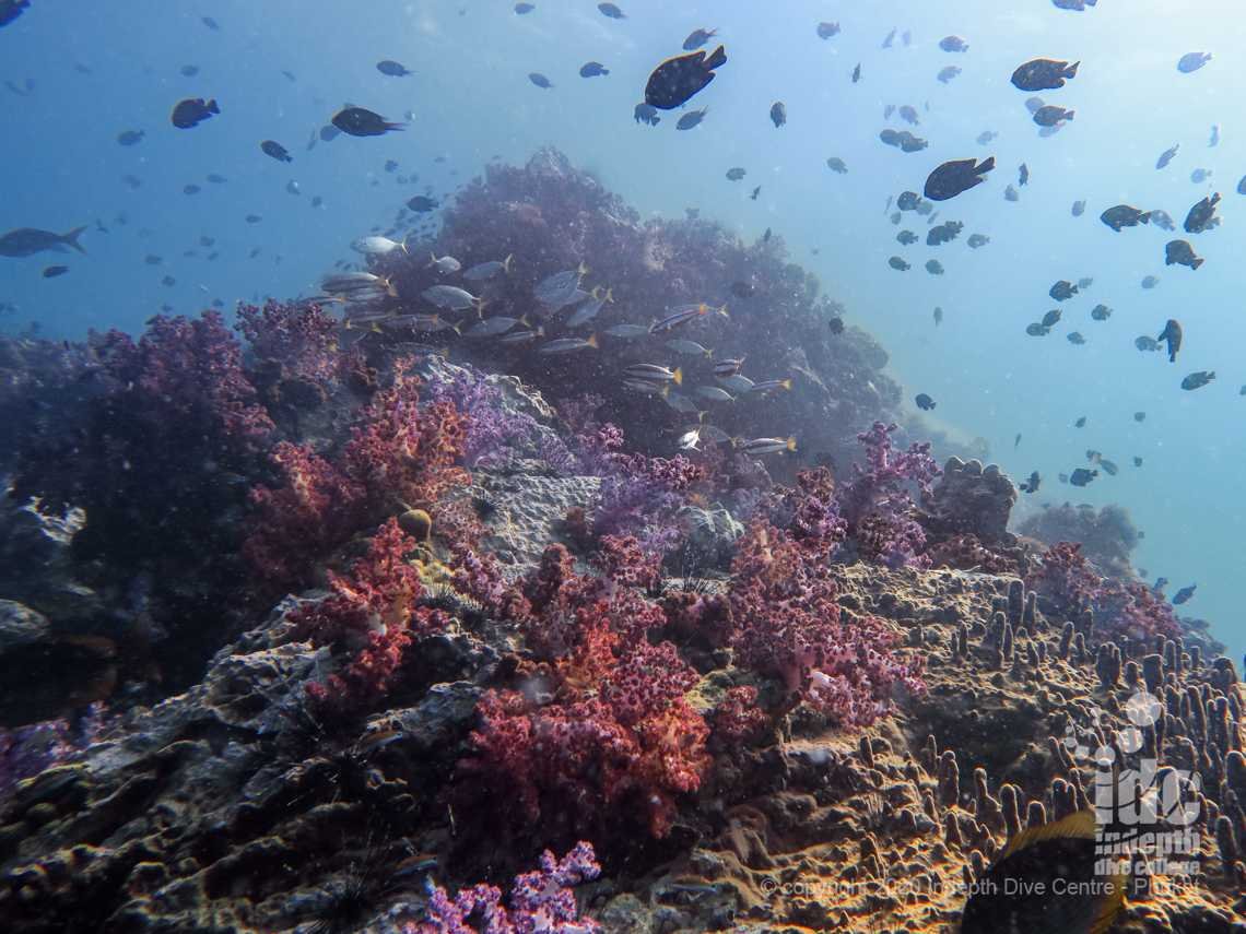Beautiful purple soft corals at Shark Point Phuket