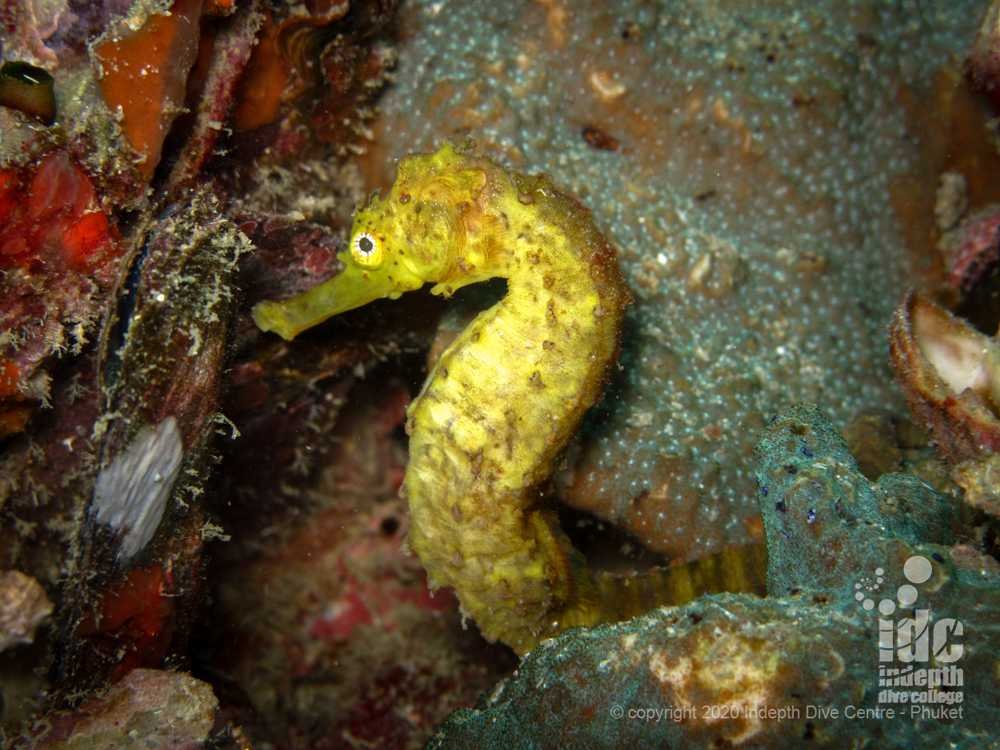 Yellow Tigertail Seahorses are a frequent find at Shark Point (Hin Musang) Phuket Diving
