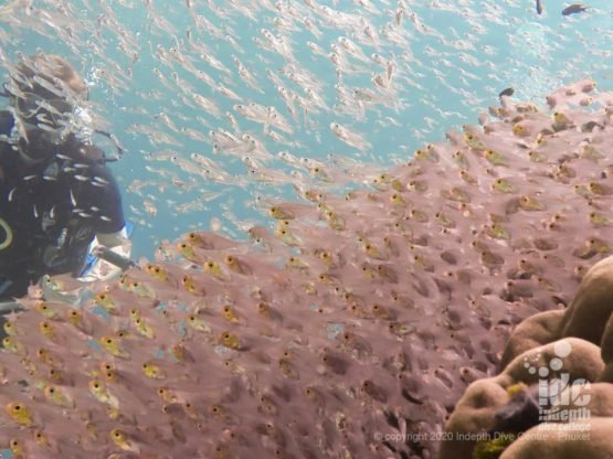 Glassfish swarm at Siam Bay Racha Yai