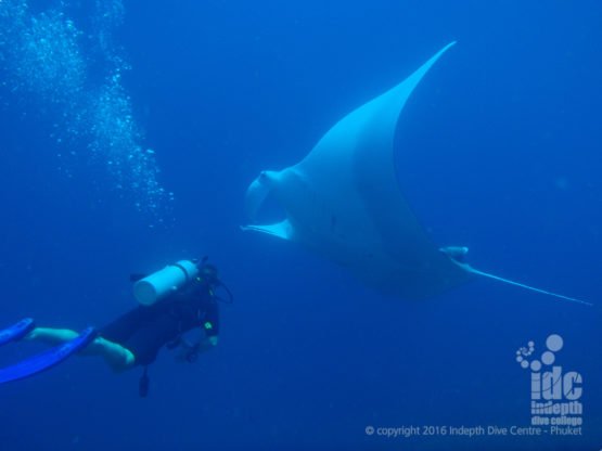 Specialty Courses in The Similans are an awesome choice