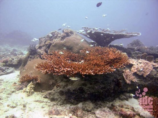 Hard coral bommy at Donald Duck Bay