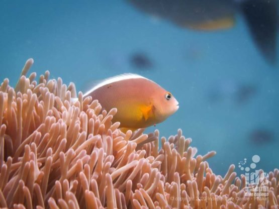 Skunk Anemonefish in Racha Yai Island - Siam Bay dive site