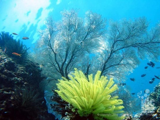 Book a Similan Liveaboard with Indepth Dive Centre for stunning Soft Corals