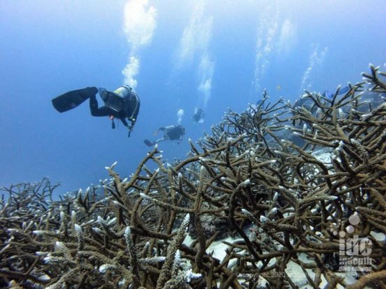 Pristine Staghorn Corals at Honeymoon Bay