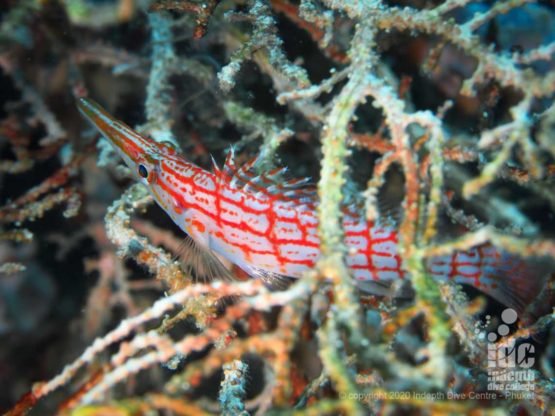 Hawkfish at Stewart Island Myanmar